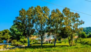 a group of trees in front of a house at Aloni Studios and Apartments in Lassi