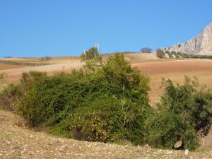 a green bush in the middle of a field at Belvilla by OYO El Trigal in Villanueva de la Concepción