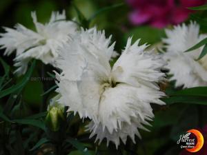 Foto de la galeria de Harvest Moon Guest House a Pokhara