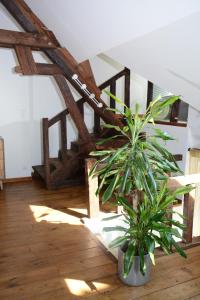 a room with a potted plant on a wooden floor at Loft en bulles in Épernay