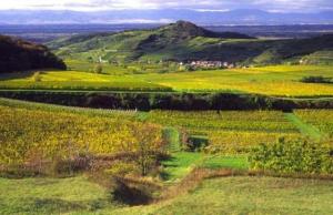 a green field with yellow flowers on a hill at Landgasthof zum Lamm in Bahlingen