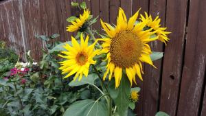 a group of sunflowers in front of a fence at Wild Rose Bed & Breakfast in Saskatoon
