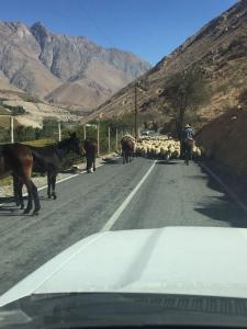 a herd of sheep and horses on the road at Cabañas Luna de Cuarzo, Cochiguaz in Paihuano