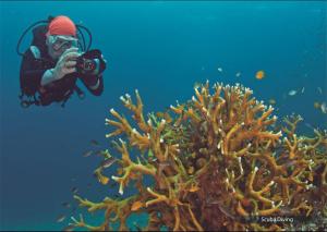 a person taking a picture of a coral reef at The Barefoot At Havelock in Havelock Island