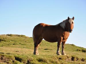 Altri animali domestici presso la villa o nei dintorni