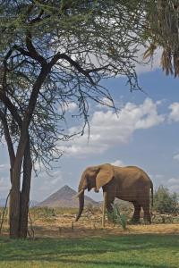 an elephant is standing next to a tree at Ashnil Samburu Camp in Archers Post