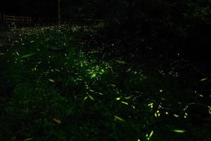 丘上行馆外面的花园