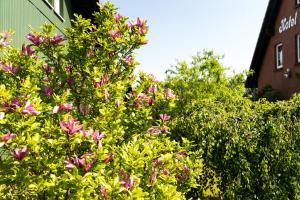 a bush with pink flowers in front of a building at Hotel Marianne und Restaurant Kiek In in Plau am See