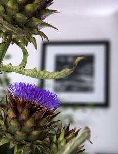 a purple flower with a picture in the background at Relais Blu in Massa Lubrense