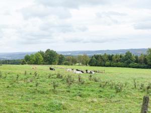 a group of cows laying in a grass field at Attached gite on the edge of the forest in Trois-Ponts