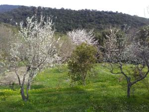 two trees with white flowers in a field at Tranquil Holiday Home in Corsica with Terrace in Penta-di-Casinca