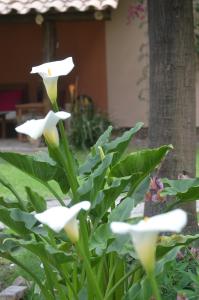 Billede fra billedgalleriet på Casa de Campo Santa Rosa i Cajamarca