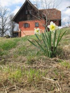 Zahrada ubytování Ferienwohnungen Sonnenberg