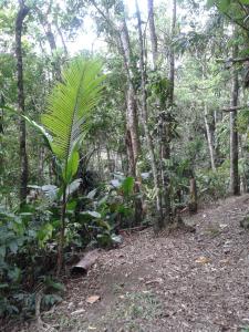 Turvo dos Góis的住宿－Pousada Recanto Águas Vivas，森林中间的棕榈树