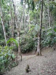 uma trilha de terra numa floresta com árvores em Pousada Recanto Águas Vivas em Turvo dos Góis