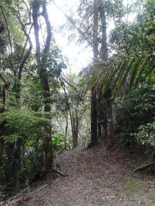 un chemin de terre dans une forêt avec des arbres dans l'établissement Pousada Recanto Águas Vivas, à Turvo dos Góis