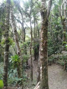 Pousada Recanto Águas Vivas في Turvo dos Góis: غابة بها أشجار طويلة في الوسط