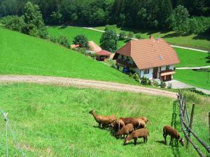 eine Kuhherde, die auf einem Feld mit einem Haus weidet in der Unterkunft Black Forest farmhouse in charming location in Hofstetten
