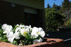 einen Topf mit weißen Blumen vor einem Gebäude in der Unterkunft B&B Tre Conigli sul Comò in Foligno