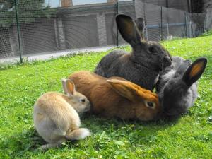 Altri animali domestici presso l'hotel o nei dintorni
