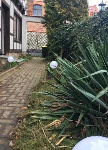 a garden with some plants on the side of a sidewalk at Ferienwohnung in Domnähe in Erfurt