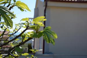 Fotografie z fotogalerie ubytování Apartments Dida moj v destinaci Šmrika
