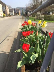 a bunch of red and yellow tulips in a flower bed at B&B Au Coeur de Villers in Villers-Sainte-Gertrude