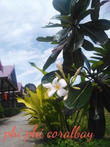 Mynd úr myndasafni af Phi Phi Coralbay á Phi Phi-eyjum