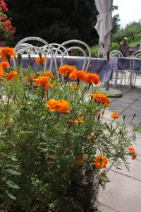 Ein paar orangefarbene Blumen vor einem Tisch in der Unterkunft Hotel Bellevue in Gignod