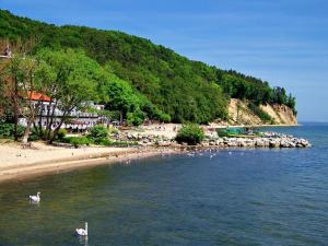 a group of swans swimming in the water near a beach at Orłowo nadmorskie in Gdynia
