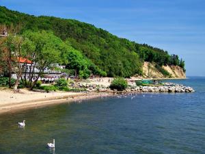 grupa łabędzi pływających w wodzie w pobliżu plaży w obiekcie Orłowo nadmorskie w mieście Gdynia