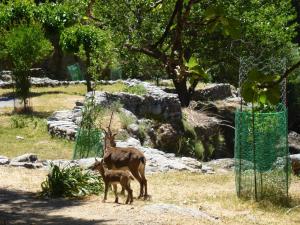 an adult deer and a baby deer standing in a field at Calypso in Agia Roumeli