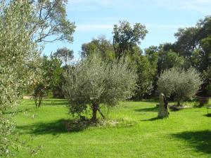 a field with olive trees in the grass at Beautiful holiday home near the beach in Santa-Lucia-di-Moriani