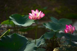 a pink lotus in a pond with green leaves at Perhentian Island Resort in Perhentian Islands