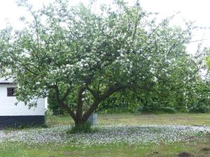 Ein Baum mit weißen Blumen auf einem Feld in der Unterkunft Kristiansminde Farm Holiday in Tistrup