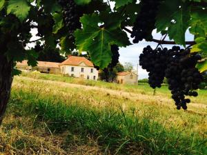 Un grappolo d'uva appeso ad un albero in un campo di Maison du Guit a Viella