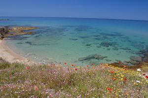 a field of flowers on the shore of a beach at Best Western Hotel Blumarea in Castelsardo