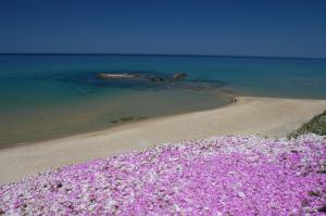 a bunch of pink flowers on the beach at Best Western Hotel Blumarea in Castelsardo