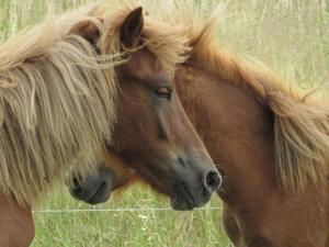 two horses are standing next to each other at Apartment in farm on the edge of the L neburg in Langlingen