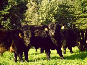 una manada de vacas negras de pie en un campo en Apartment in farm on the edge of the L neburg, en Langlingen