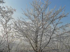 a tree covered in frost against a blue sky at Eszter Guesthouse in Sîncrăieni +7 photos