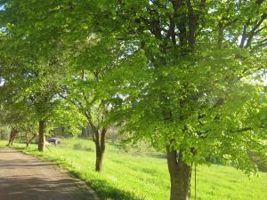 a road with trees on the side of a field at Apartment in Kirchhundem in the middle of nature in Silberg