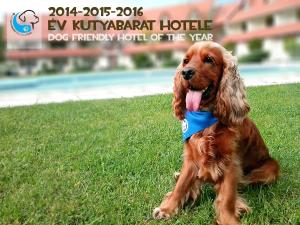 a dog sitting in the grass with its tongue out at Abbazia Country Club in Nemesnép
