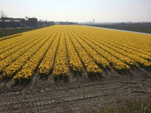 a field filled with lots of green and yellow flowers at Bed & Breakfast De Vier Seizoenen in Lisse