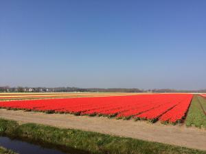 a row of red flowers sitting on top of a field at Bed & Breakfast De Vier Seizoenen in Lisse