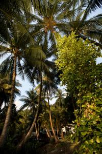 a group of palm trees on the beach at Perhentian Island Resort in Perhentian Islands