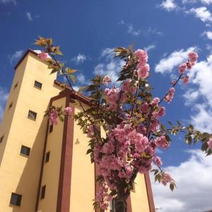 a tree with pink flowers in front of a building at Mirador El Silo in Bello