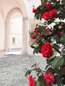 a bush of red roses in front of a building at TL Palazzo Fantuzzi in Bologna