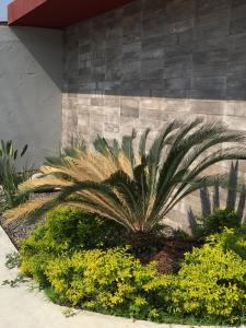 eine Palme in einem Garten neben einem Gebäude in der Unterkunft Intimisimo Autohotel Adults Only Ciudad Industrial in Veracruz