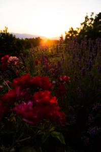 a field of flowers with the sunset in the background at Agriturismo Podere Luisa in Montevarchi